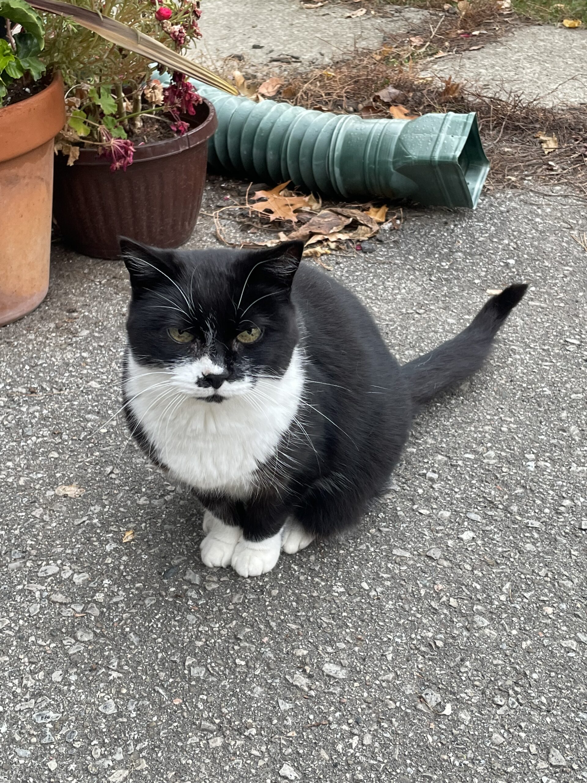 Cat Rant Follow Up - Mike The Heff